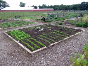 Garden plot on June 9, 2012