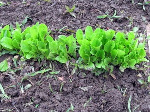 Parris Island Romaine Lettuce