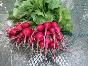 Radish harvest