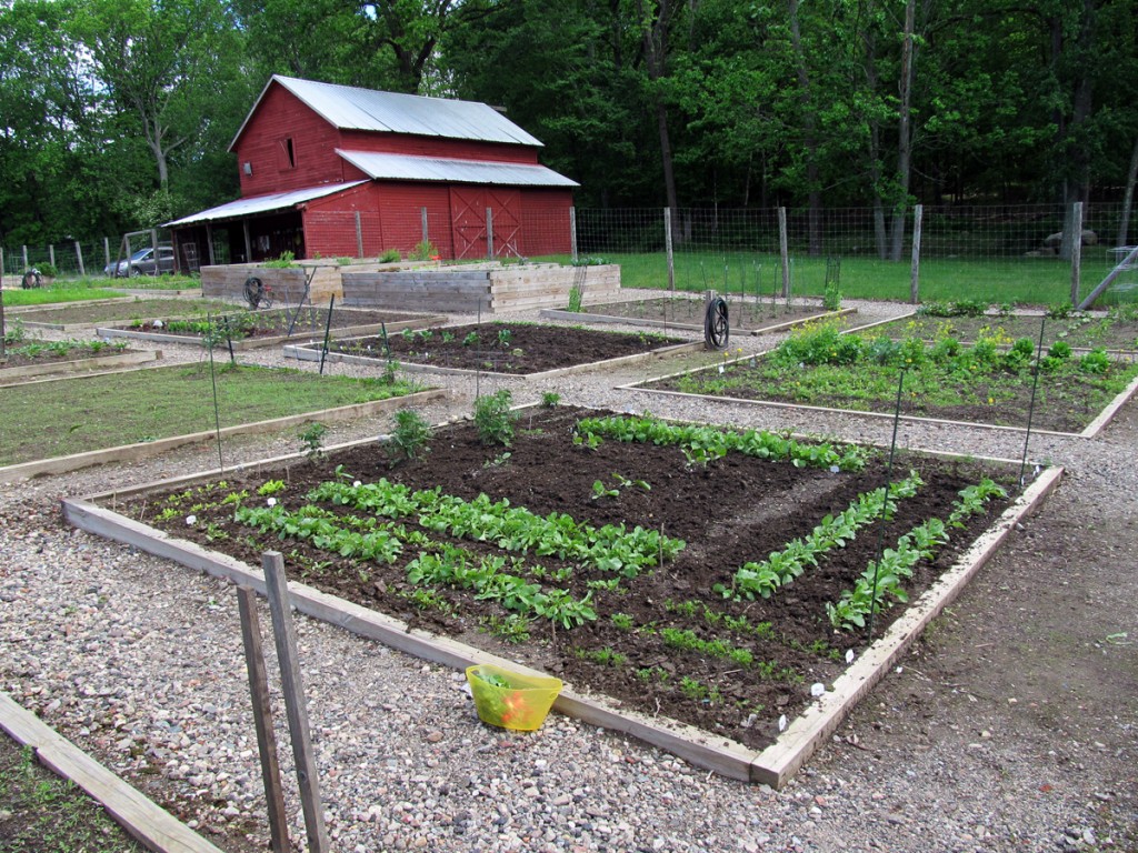 Plot 63, Roseville Community Garden on Sunday, May 26, 2013