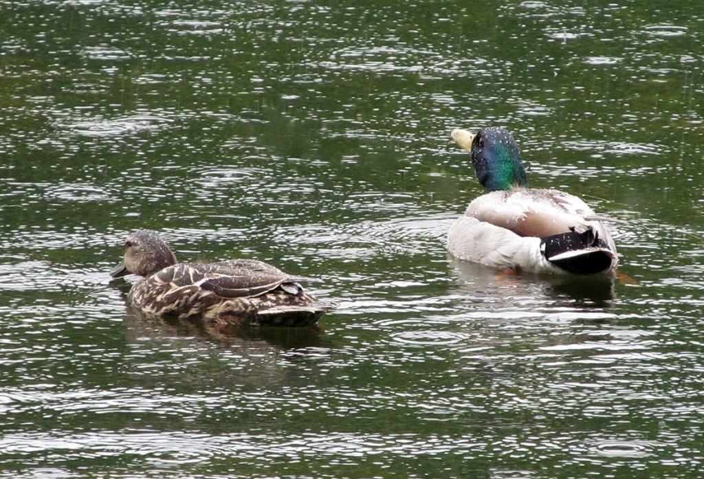 Two mallard ducks