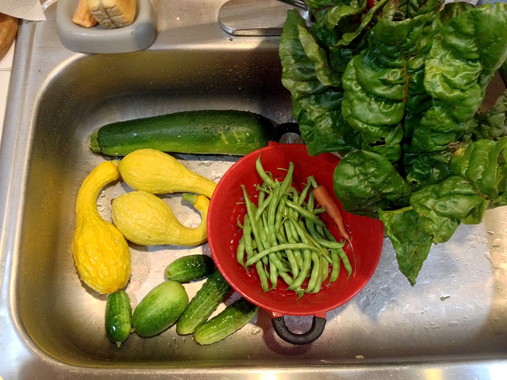 The 'harvest' from Plot #63, Roseville Community Garden, July 10, 2015.